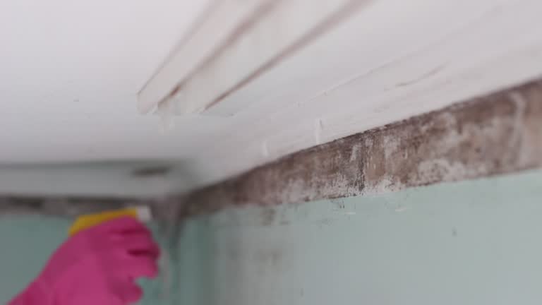 Best Dehumidification Services  in Alburtis, PA